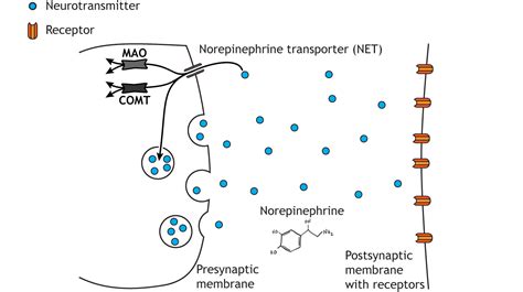 Norepinephrine Neurotransmitter Function