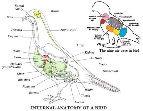 Internal anatomy of a bird. | Anatomy, Parrot facts, Birds