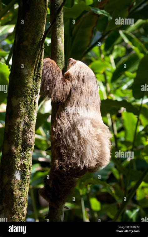 Pale-throated three toed Sloth in Costa Rica Stock Photo - Alamy