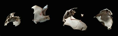 Bat Conservation International Image Gallery