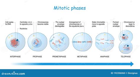 Mitosis Definition Stages Diagram Facts Britannica Images