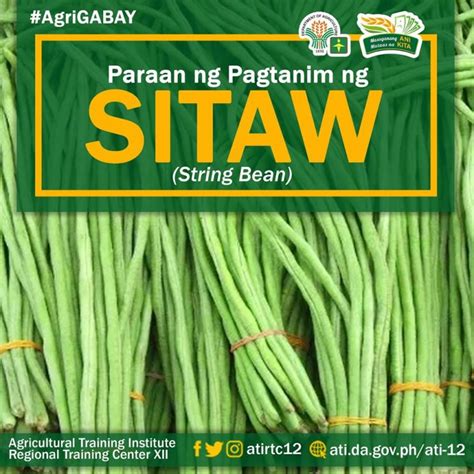 sitaw – Agriculture Monthly