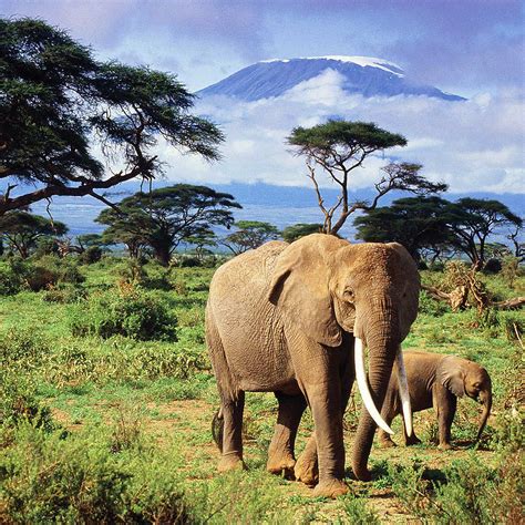 Wildlife Spotlight: The African Elephant - Micato Safaris