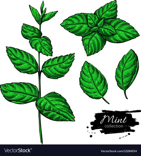 Mint Leaf Drawing at PaintingValley.com | Explore collection of Mint Leaf Drawing