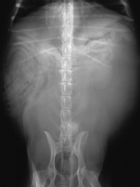 Veterinary Key Points: Surgical Removal of Giant Lipomas in Dogs