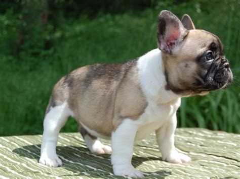 Cuccioli di bulldog francese - Cani Taglia Media - Caratteristiche dei ...