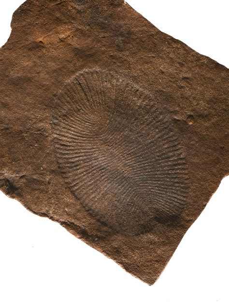 Fossil Ediacaran biota, Dickinsonia sp., from the Ediacaran Period ...