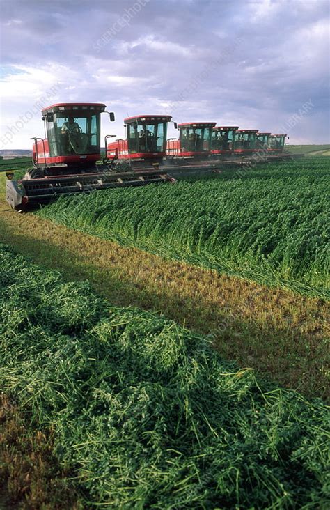 Harvesting alfalfa - Stock Image - E770/1152 - Science Photo Library