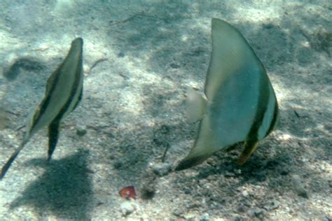 The Pinnate Spadefish - Whats That Fish!