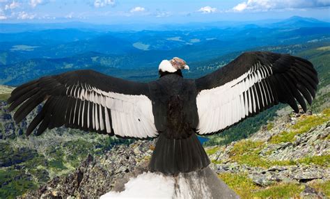 Andean condor - | Andean condor, Animal refrences, Animals