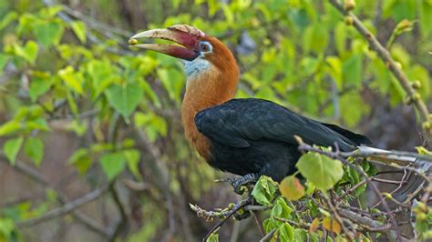 Narcondam Hornbills: Gardeners of their Island Eden | RoundGlass | Sustain