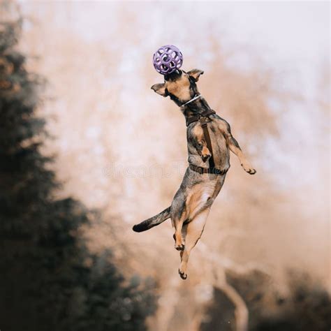 Happy Mixed Breed Dog Jumping Up To Catch a Toy Stock Image - Image of ...