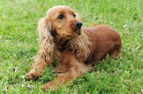 Top 8 English Cocker Spaniel Breeders In The States