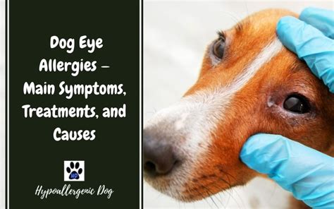 Dog Eye Allergies - Main Symptoms, Treatments, and Causes