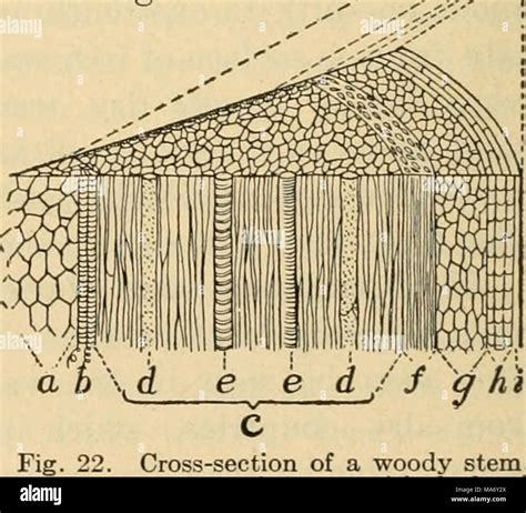 Woody stem cross section hi-res stock photography and images - Alamy