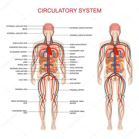 Circulatory system Stock Vector Image by ©eveleen #70040387