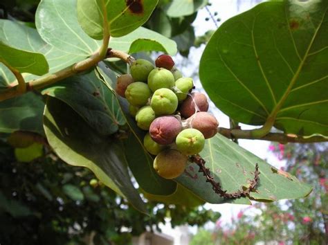 15 Health Benefits of the Peepal Tree