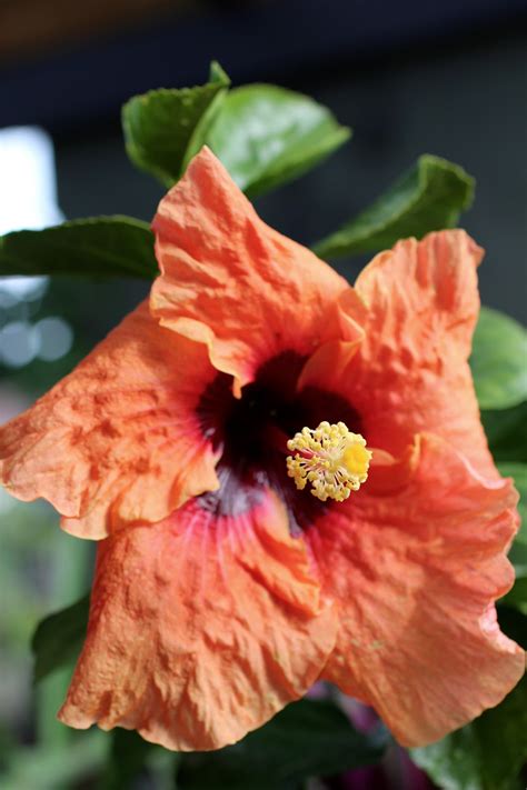 Florez Nursery: Hibiscus rosa-sinensis 'Moon Drop'