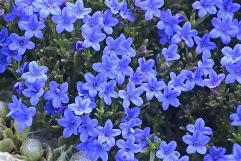 Lithodora diffusa ‘Grace Ward’ | Kiefer Nursery: Trees, Shrubs, Perennials