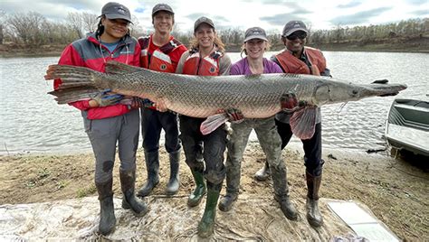 Home for Gar: St. Catherine Creek serves a role in Alligator Gar habitat, spawning - Mississippi ...