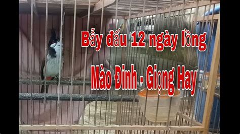 Chim chào mào bẫy đấu 12 ngày lồng. Mào đinh bộ đẹp. Giọng hay - YouTube