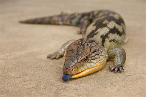 Blue-tongued Skink Facts, Habitat, Diet, Pet Care, Babies, Pictures