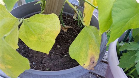 Why Are My Green Bean Plant Leaves Turning Yellow?