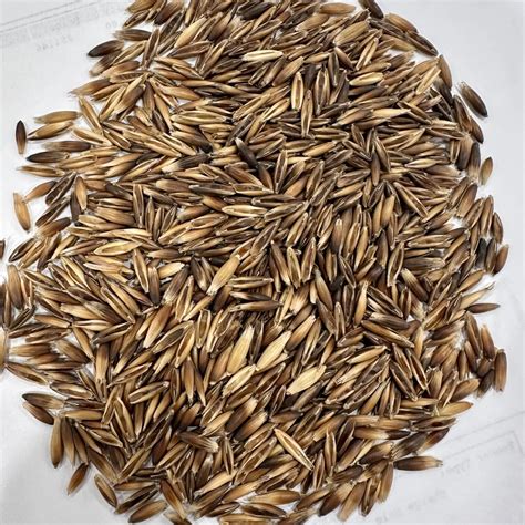 Everleaf™ 126 Oat - Tall Forage Oats at Great Basin Seeds - Giant ...