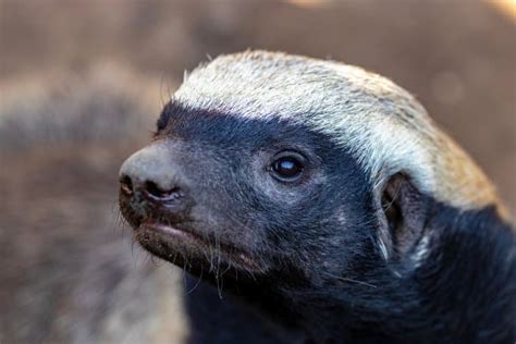 14 Honey Badger Facts - Fact Animal