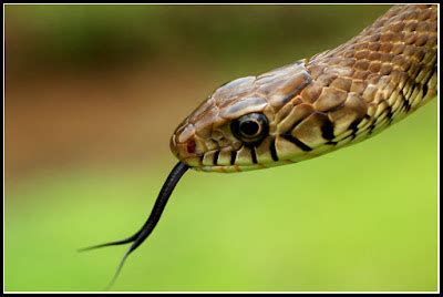 Introduction to Wild life: Indian Rat Snake