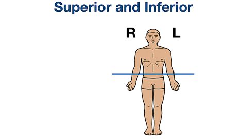 Anatomical Position and Directional Terms: Definitions, Example Labeled ...