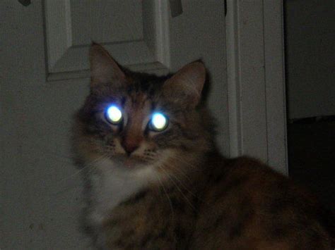 Glow eyes cat Kyra | Cats | Know Your Meme