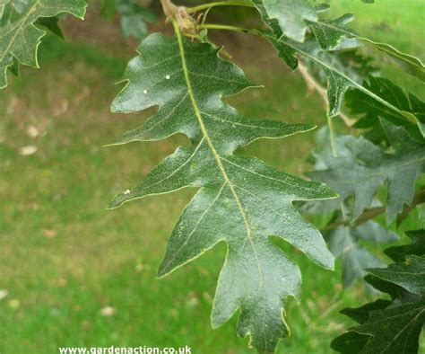 Pictures and description of the Turkey Oak (quercus cerris)