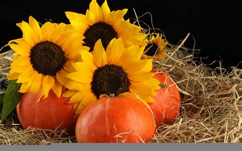 Hintergrundbilder : Blätter, Lebensmittel, Stroh, Sonnenblumen, Herbst ...