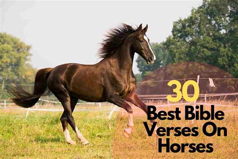 30 Best Bible Verses On Horses – Bible Verses of the day