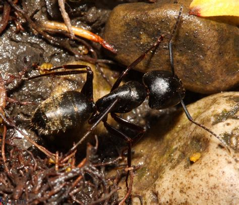 Carpenter Ant Control - North Jersey Termite