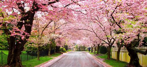 Cherry Blossom HD Images 06774 - Baltana