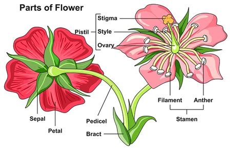 Morphology of Flower: Flower Structure, Parts, Videos, Solved Examples