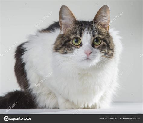 Fluffy white cat with green eyes and dark back on a white backgr Stock Photo by ©ilozavr63 175546760