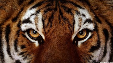 HD Angry Tiger Face Eyes Wallpaper | Download Free - 140623