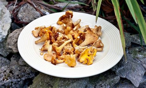 Girolle Mushrooms stock image. Image of fresh, gills, italien - 1348103