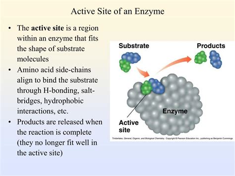 PPT - Enzymes as Biological Catalysts PowerPoint Presentation, free download - ID:2683753