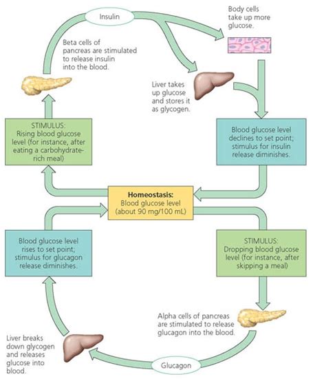 Rozaini Othman (Guru Cemerlang Biologi): Insulin and Glucagon: Control ...