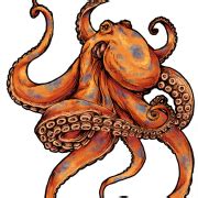 Octopus PNG Picture | PNG All