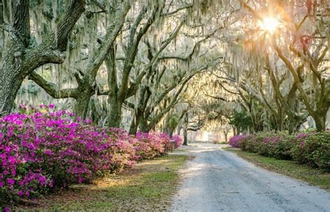 Bonaventure Cemetery | Visit Savannah