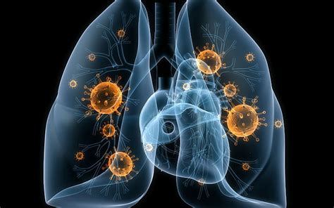 HD wallpaper: Lungs, viruses, human lungs and heart illustration, bacteria | Wallpaper Flare