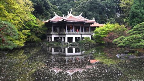 Beautiful Cherry Blossoms in Tokyo's Shinjuku Gyoen