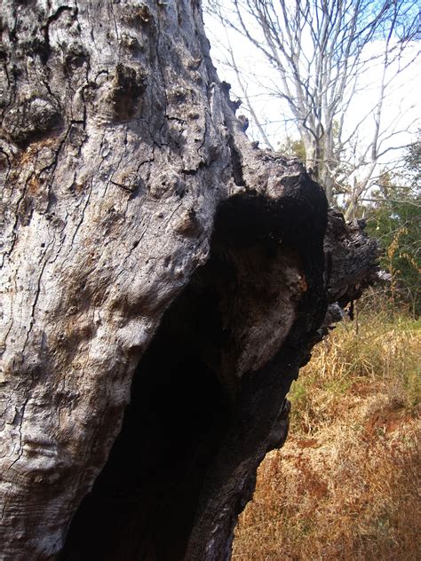 Hollow In Remnant Of Old Dead Tree Free Stock Photo - Public Domain Pictures