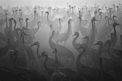 Black and White Photography by Guy Cohen-12 – Fubiz Media