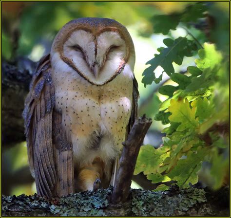 Barn Owl